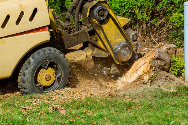 Trusted Shenandoah Heights, PA Tree Service Experts